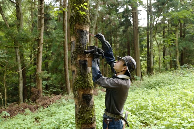 傳統文化——2027 園藝博