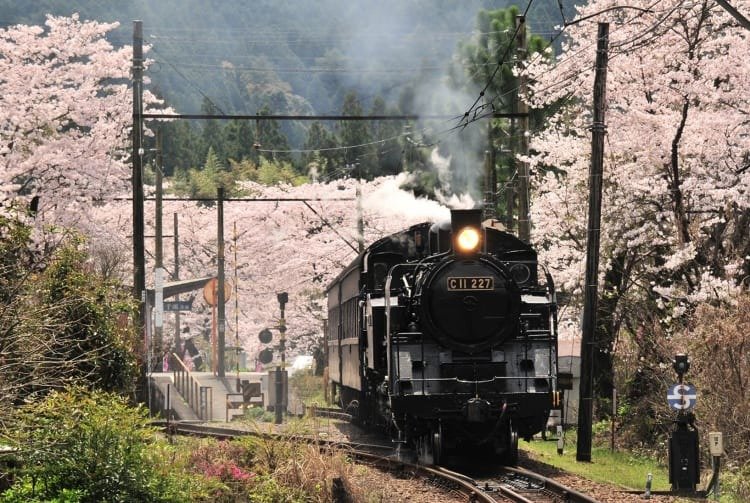 懷舊蒸汽機車“川根路號”（大井川鐵道）