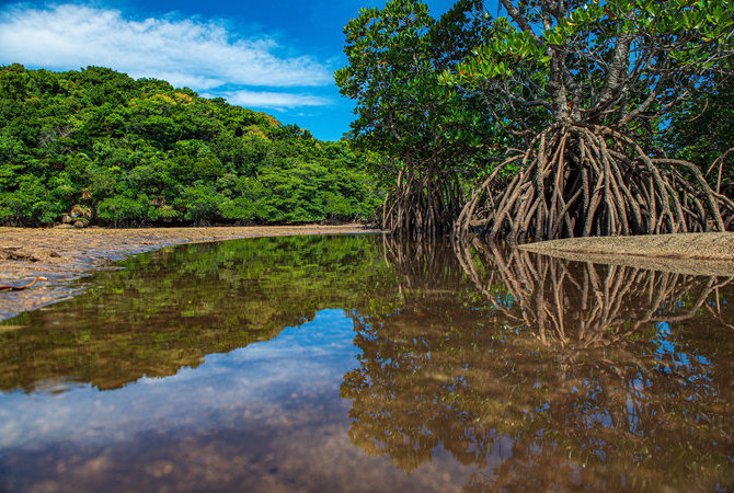 回歸大自然探索沖繩壯麗的自然風光　聯合國教科文組織在沖繩認定的世界自然遺產期待您來探索。 
