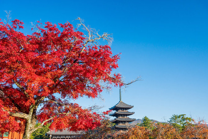 開啟虛擬之旅，恣情探索日本古都的秋季美景