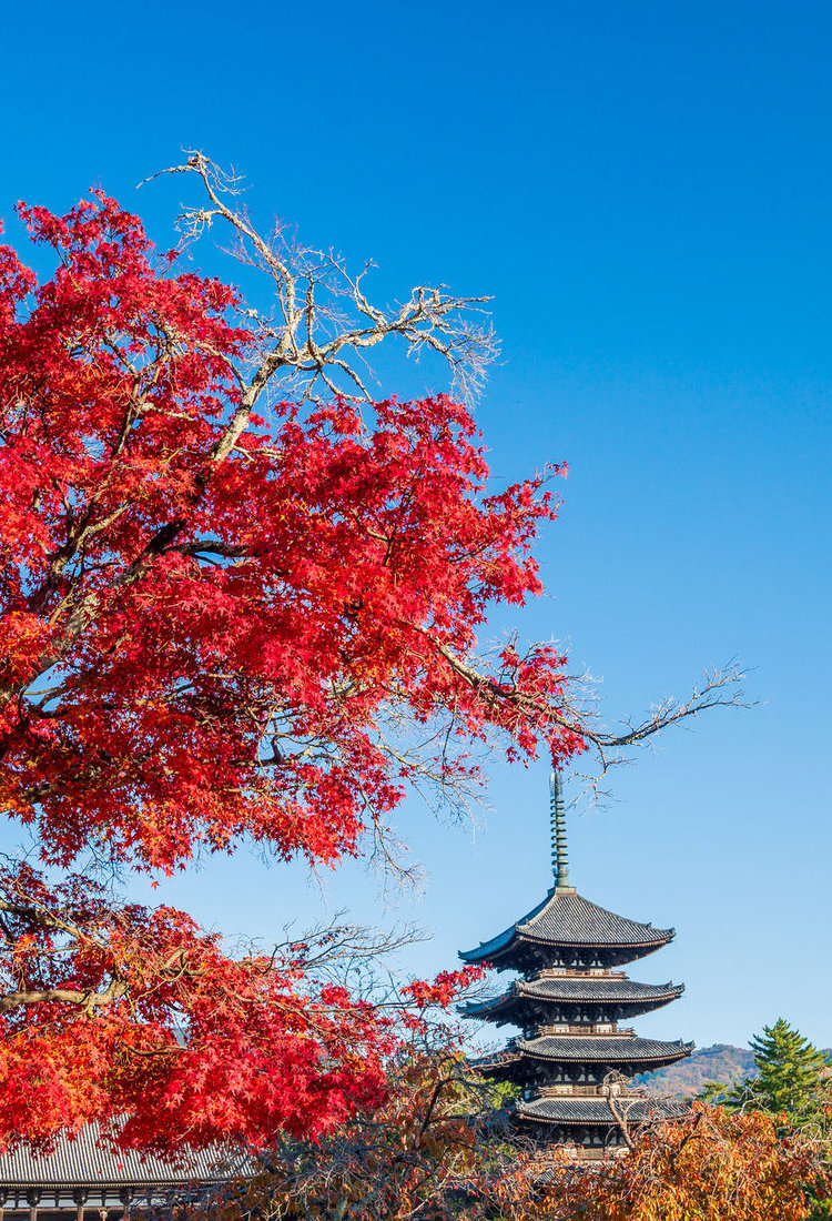 開啟虛擬之旅,恣情探索日本古都的秋季美景