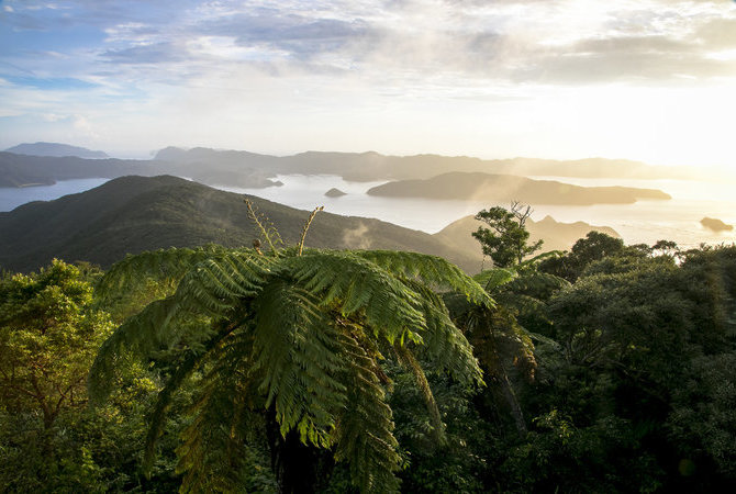 奄美大島及德之島——稀有動植物的棲息天堂